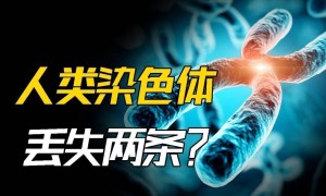 深度科普：为何人类比猿少两条染色体？难道进化论错了？