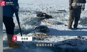 黑龙江水库冰面下发现13匹冰冻马！马主：马扎堆喝水时冰面碎裂，坠冰窟冻死